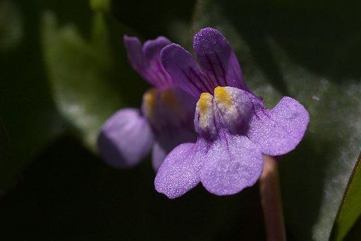 【花】シンプルに