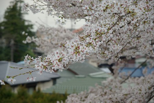 桜２