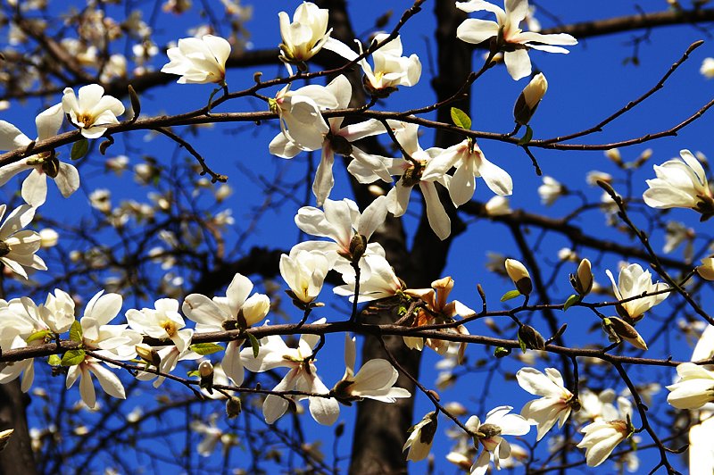 コブシの花