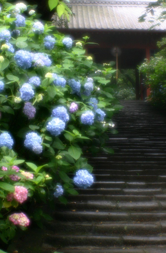 あじさい寺