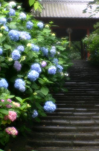 あじさい寺