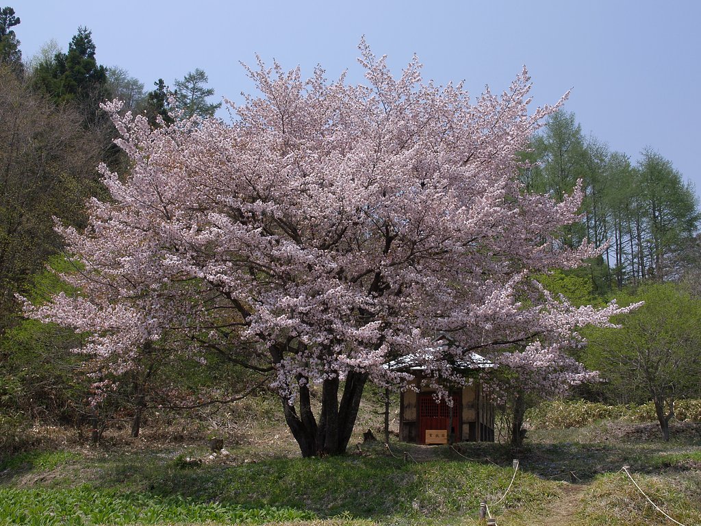 オキノ桜