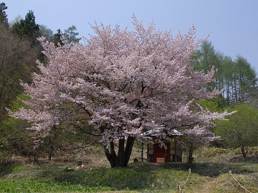 オキノ桜