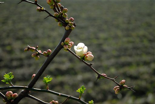 ぼけの花　一輪