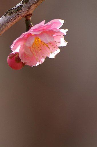 梅の香
