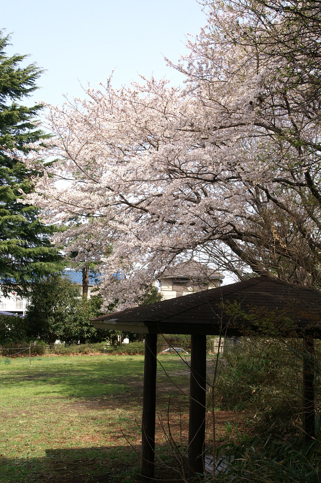 花見は今日が絶好
