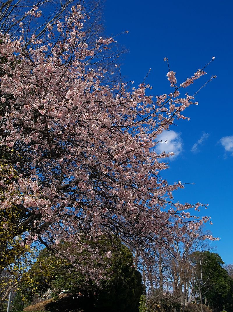 青空と桜