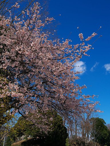 青空と桜