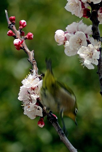 【花】あんず