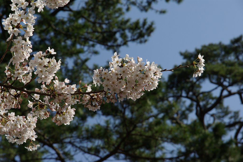桜と青空