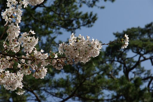 桜と青空