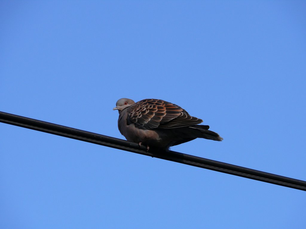 鳩ぽっぽ・・・