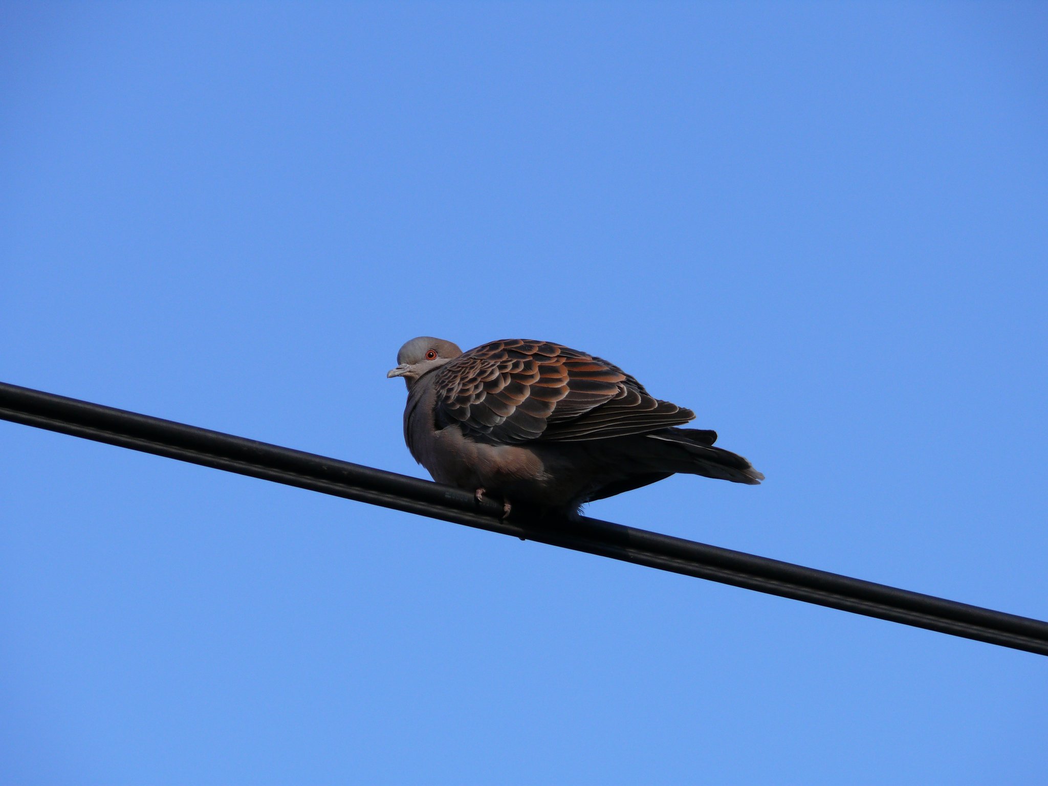 鳩ぽっぽ・・・