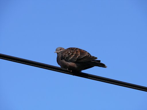 鳩ぽっぽ・・・