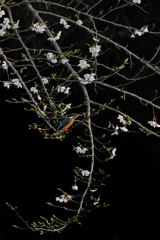 桜とカワセミ