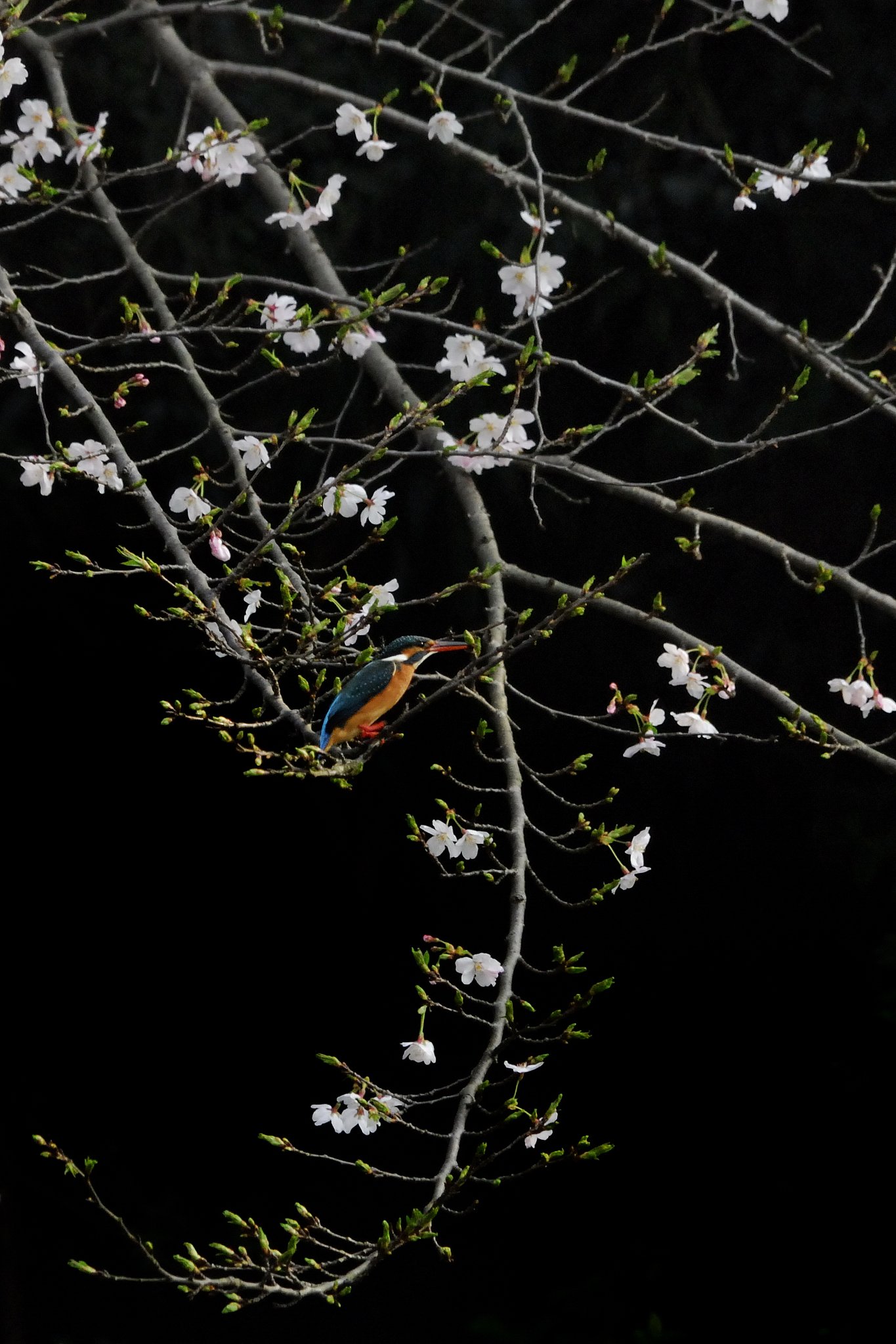 桜とカワセミ