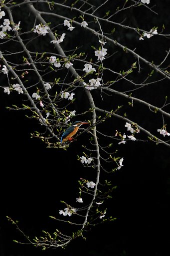 桜とカワセミ