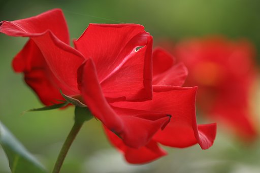 5月6日の写真