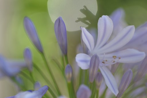 デジカメ復帰