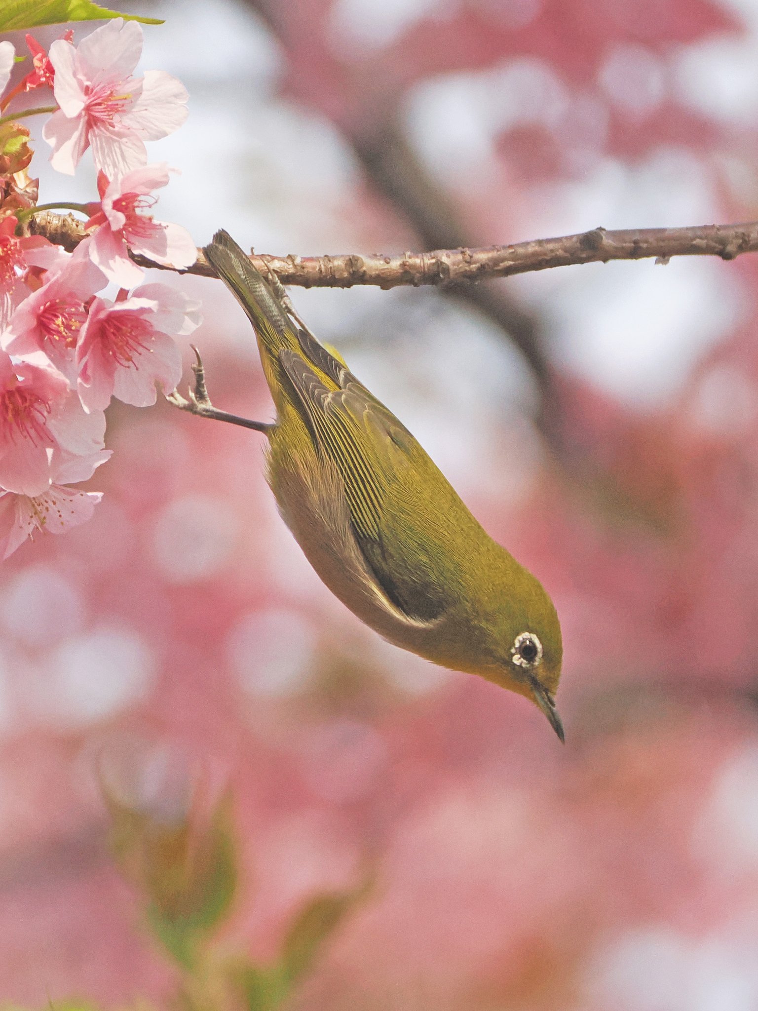 鳥ンピック代表