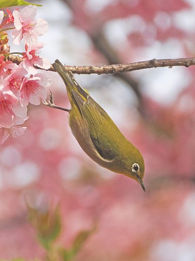 鳥ンピック代表