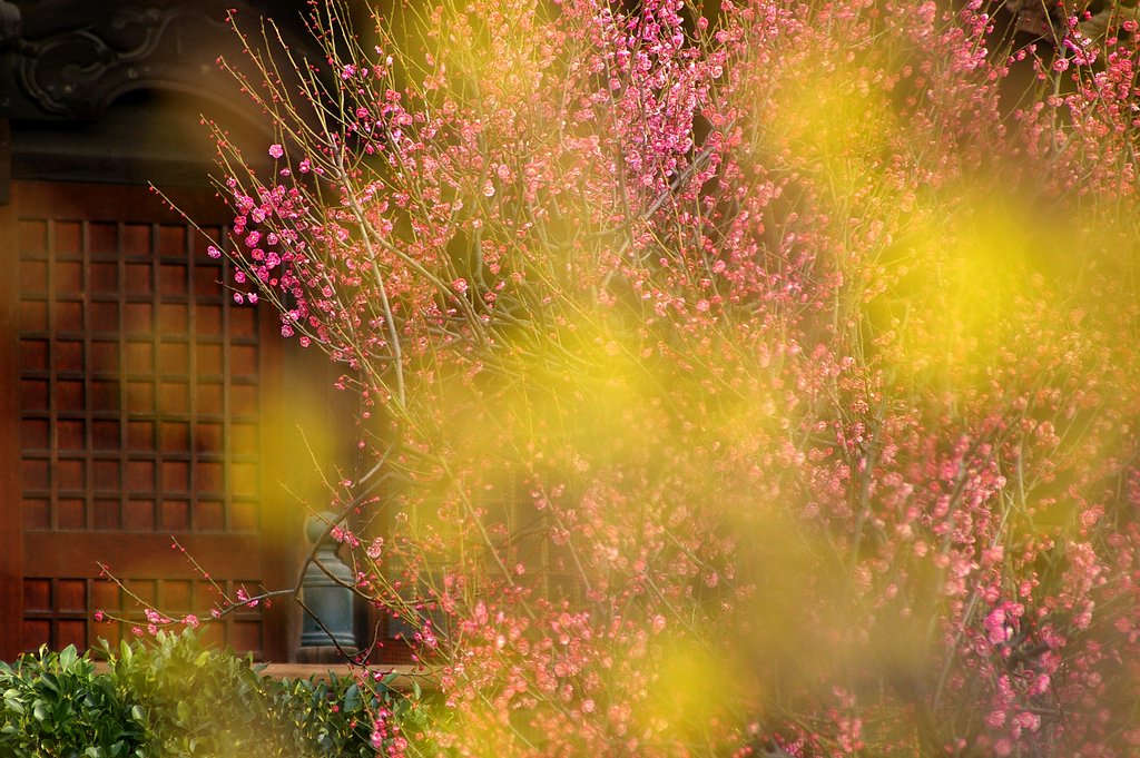 神社春景