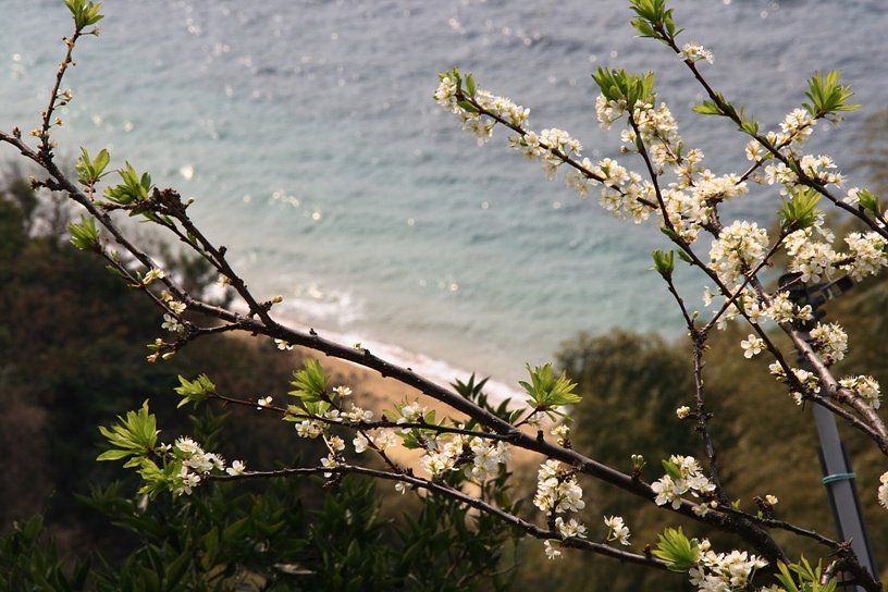 海と桜