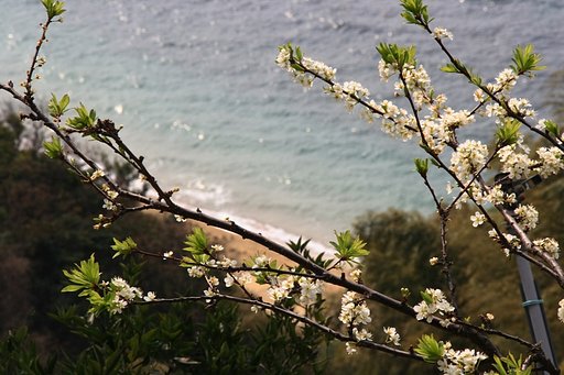 海と桜