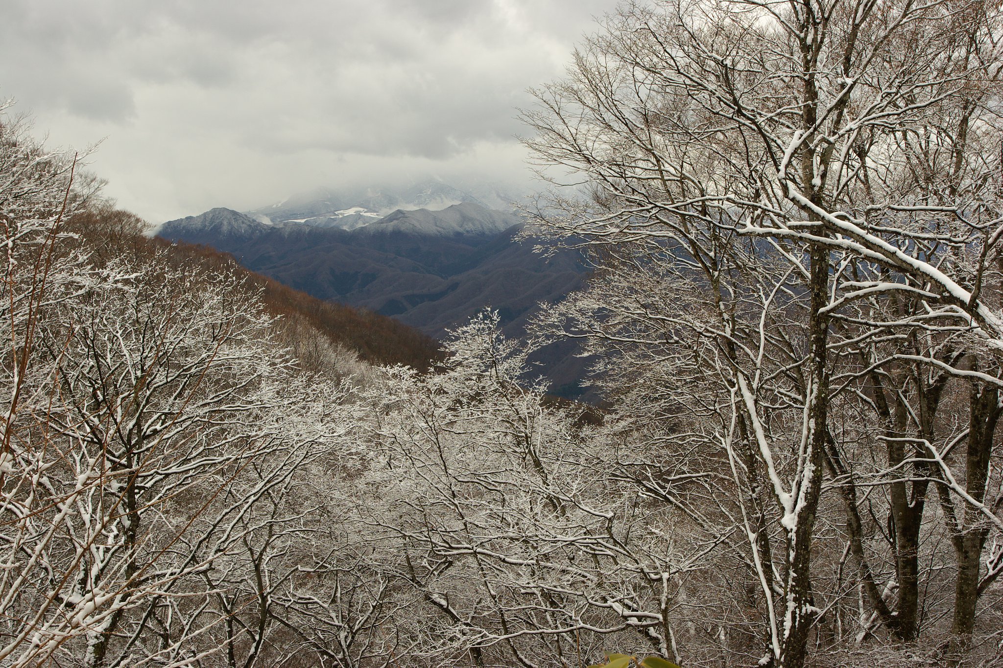 もみじラインの雪