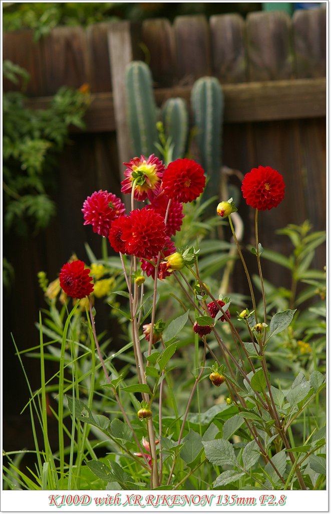 裏庭の花シリーズ
