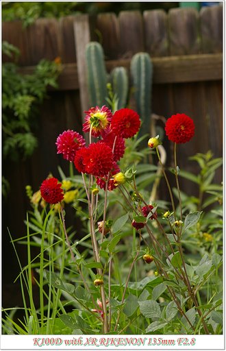 裏庭の花シリーズ