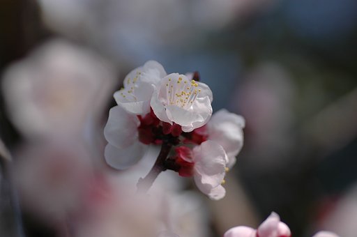 やっと咲いた