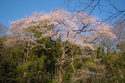 さくら　さくら３