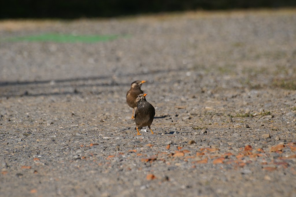 「あ？　と、鳥だ！」