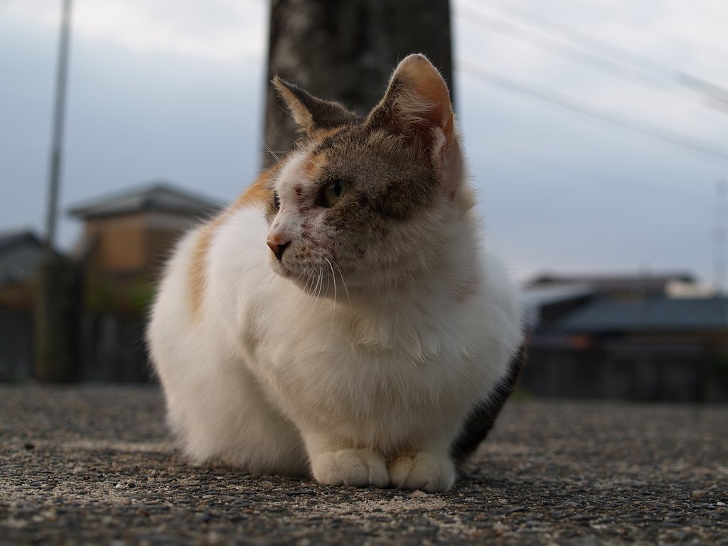 こっちをむいて