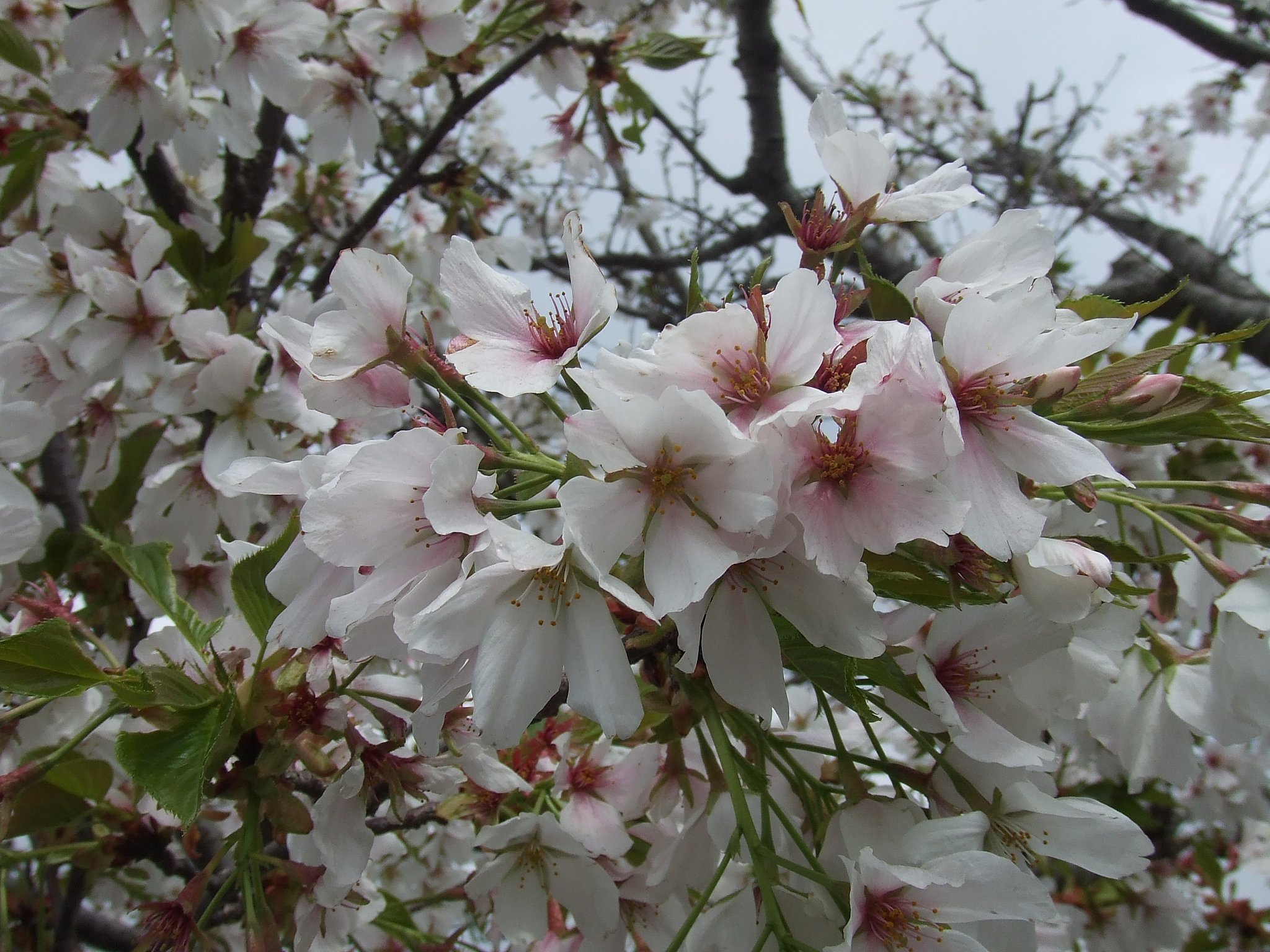 桜　接写