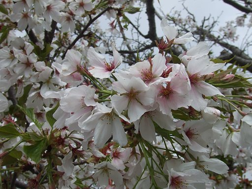 桜　接写