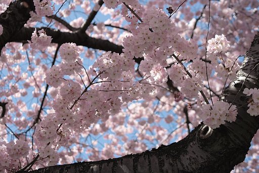 アメリカの桜