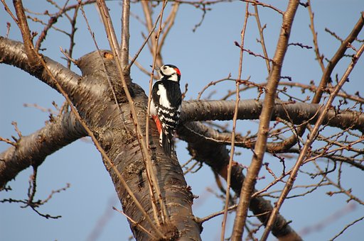 鳥さん