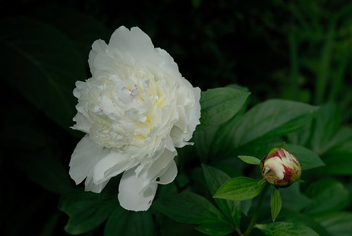 白い花