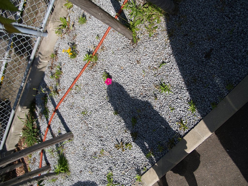 お花のリボン似合う？