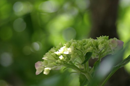 木陰のアジサイ
