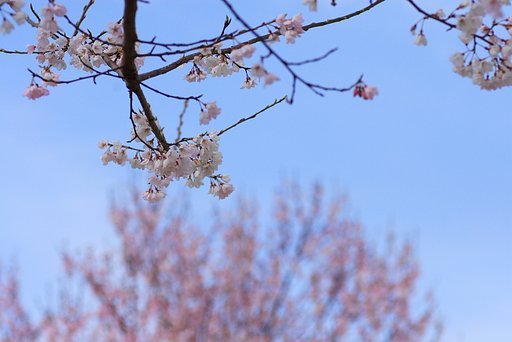 桜にさくら