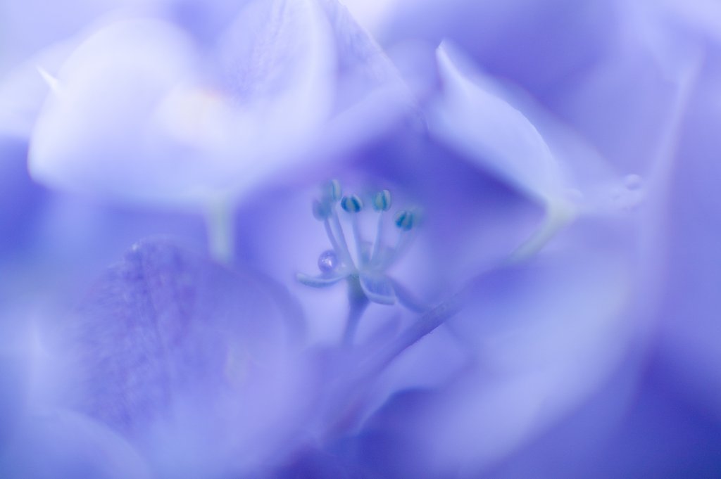 Little Crown  in Blue World