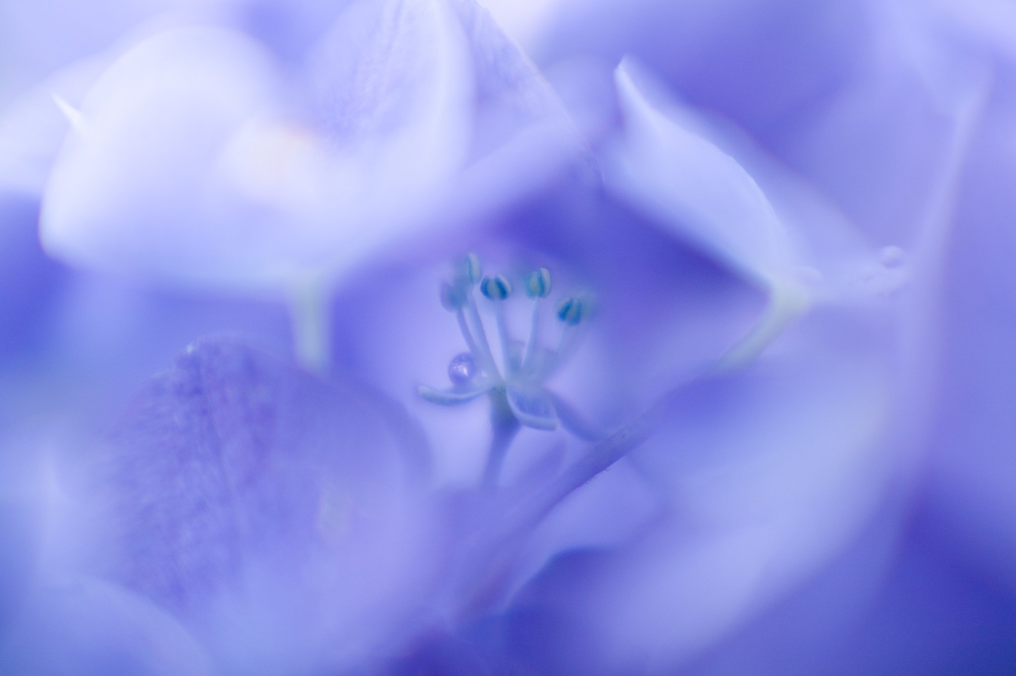 Little Crown  in Blue World