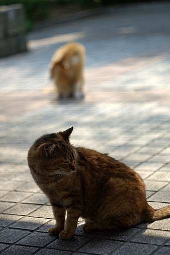 ノラ２