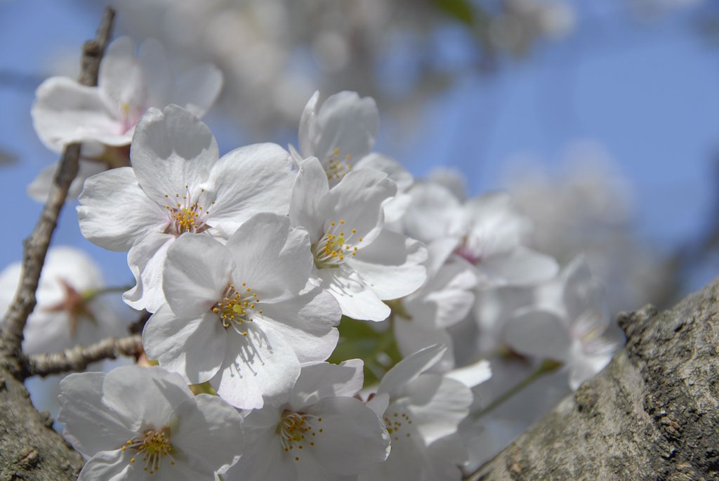 クールな桜