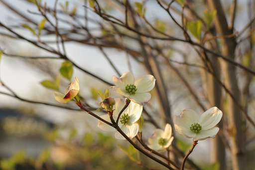 White & Green