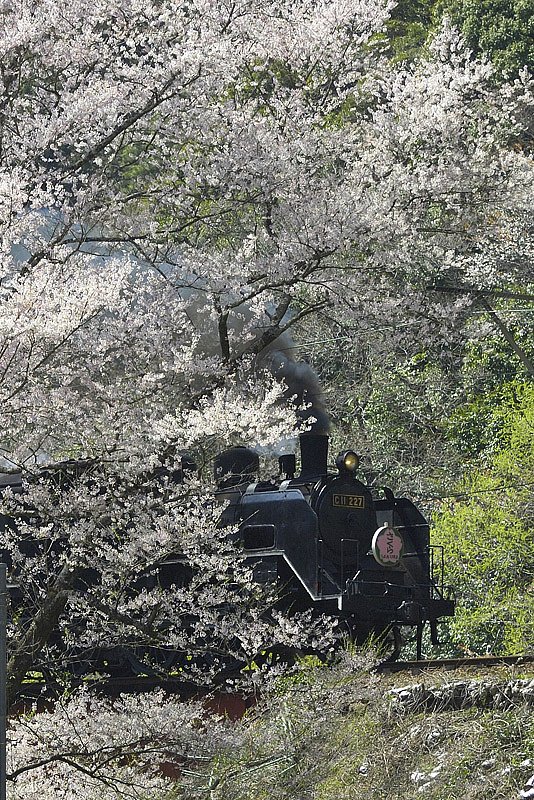 桜を追い越して