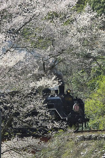 桜を追い越して